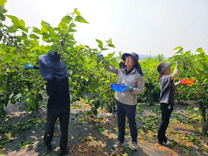 정화영 부안군 부군수, 농촌일손돕기 구슬땀 기사 이미지