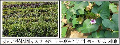 새만금간척지서 산업용 고구마 재배 시작 기사 이미지