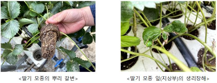 농촌진흥청 '장마철 딸기 침수' 사전 점검 및 빠른 대응 피해 최소화 기사 이미지