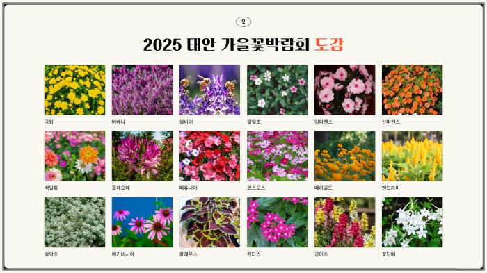 2025 태안 가을꽃박람회‘9월 19일 개막’     기사 이미지