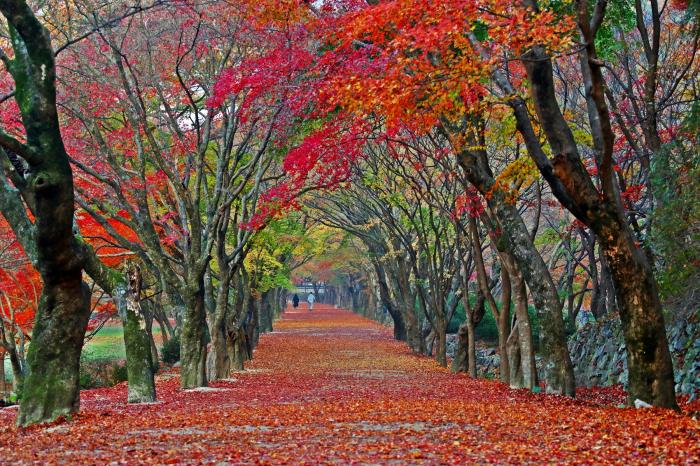 축제는 풍성하게, 관광은 쾌적하게! 확 달라진 정읍의 가을 기사 이미지