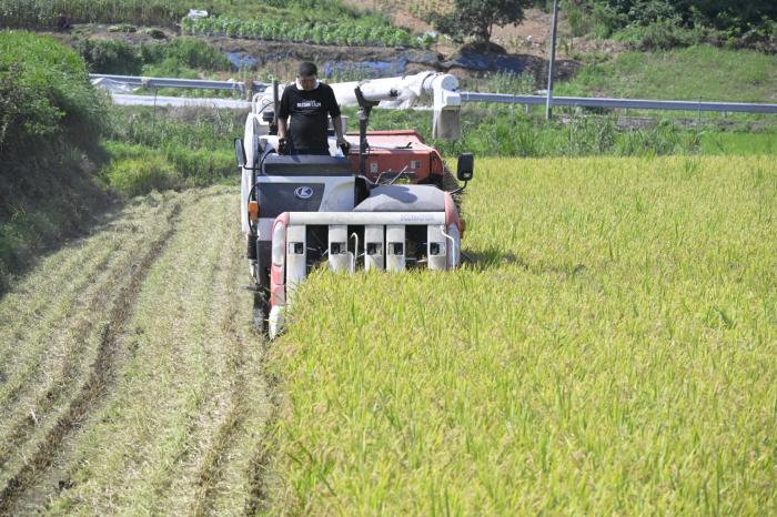 순창군,‘볏짚환원 지원사업’ 완료… 병해 예방 효과 뚜렷 기사 이미지