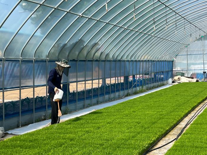 임실군, ‘벼 육묘상자 처리제’ 신청하세요! 기사 이미지