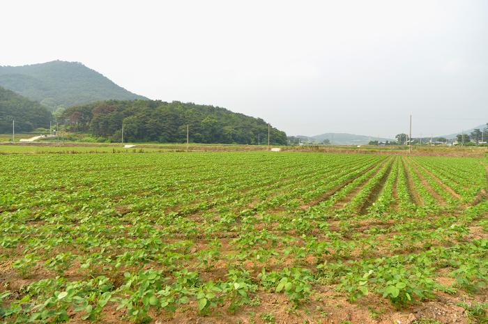 전북도, 2025년산 논콩 수매 순항…수매율 80% 기사 이미지