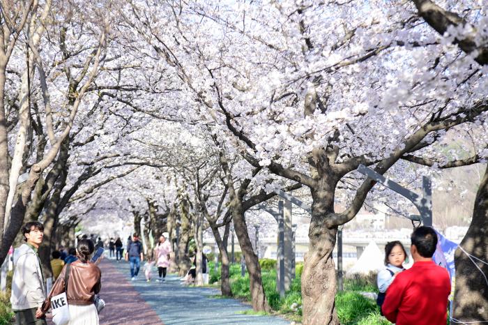 남원시, 봄철 관광지 ‘주목’ 산수유·벚꽃·철쭉 봄꽃 릴레이 기사 이미지