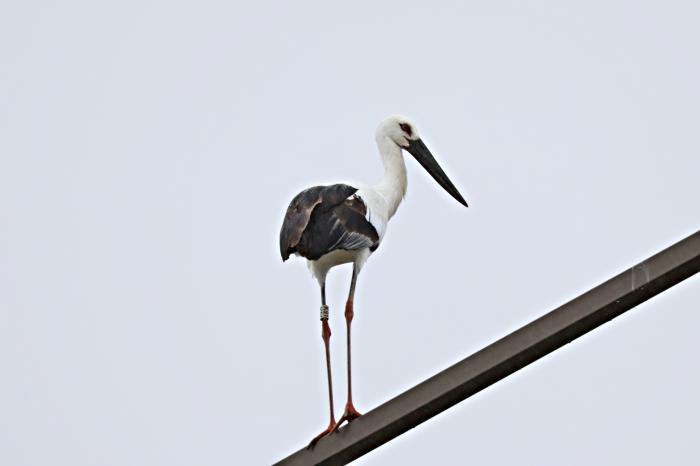 새만금환경생태단지, 황새 안식처 마련 기사 이미지