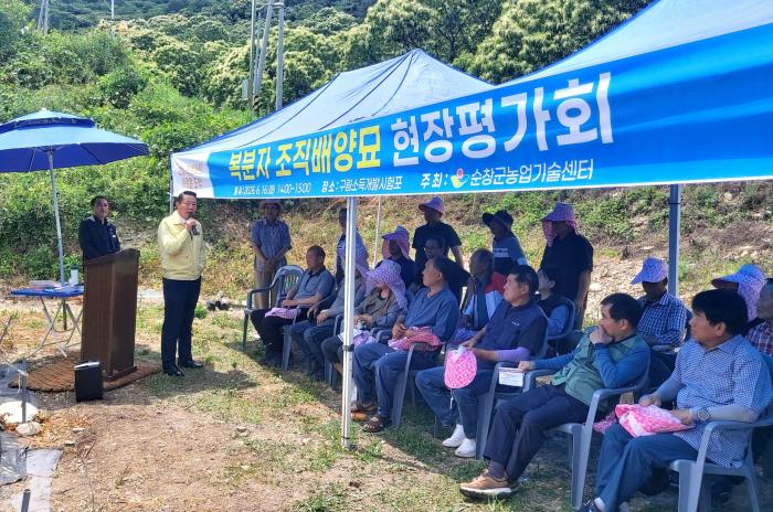 순창군, 복분자 조직배양묘 현장평가회 개최 기사 이미지
