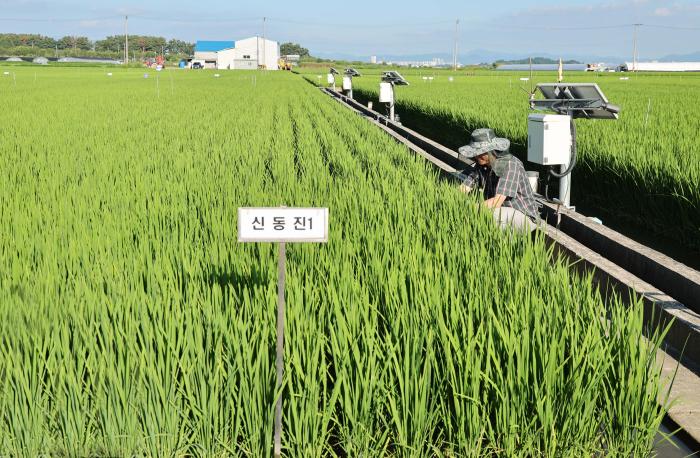 벼 키다리병 발생 시 완전미율 ‘뚝’, ‘신동진1’ 주목 기사 이미지