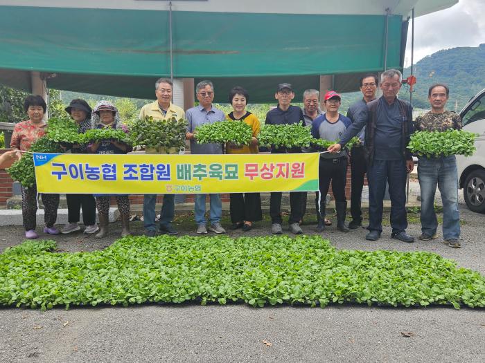 완주 구이농협, 배추모종 무상지원 공급 기사 이미지