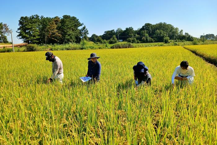 폭염․집중호우 이겨낸 전북 벼 채종포...전북 벼 고순도 우량종자 생산 ‘순항’ 기사 이미지